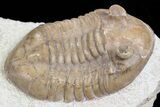 Baby, Asaphus Intermedius Trilobite - Russia #74675-3